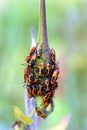 Large Milkweed Bug Nymphs 605527