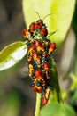 Large Milkweed Bug Nymphs