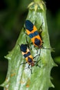 Large Milkweed Bug Royalty Free Stock Photo