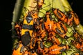 Large Milkweed Bug- Oncopeltus fasciatus