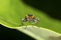 Large milkweed bug with warning coloration on a milkweed leaf.