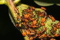 Large Milkweed Bug- Oncopeltus fasciatus