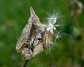 Large milkweed bugs