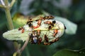 Large Milkweed Bugs on a Milkweed Seed Pod