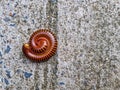 A large millipede lies on the cement floor. In the sweltering sun. Close-up