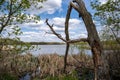 Large misshapen tree on the shores of Goose Lake in Elm Creek Park Reserve in Maple Grove, Minnesota Royalty Free Stock Photo