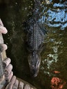 Large Mississippian alligator in a pond at the zoo. Top view Royalty Free Stock Photo