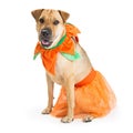 Large Dog Wearing Pumpkin Costume Royalty Free Stock Photo