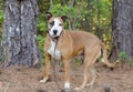 Large mixed breed mastiff shepherd dog