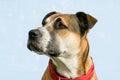 Large mixed breed young dog with floppy ears, with a red collar Royalty Free Stock Photo