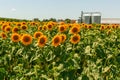 Granary and field with a blooming sunflower. Royalty Free Stock Photo