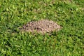 Large molehill made in middle of field surrounded with uncut green grass