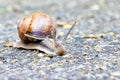 A large mollusk snail carries its spiral home on its back