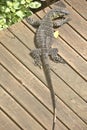 Large monitor Lizard on a boardwalk Royalty Free Stock Photo