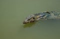 A large monitor lizard with a forked tongue in a pond of green water. Royalty Free Stock Photo