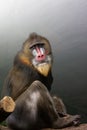 A large monkey breed Mandrill, sphinx Mandrillus, a primate of the Old World monkey family Royalty Free Stock Photo