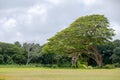 Large monkeypod tree, Albizia saman, in Hawaii Royalty Free Stock Photo