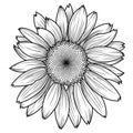 A large monochrome sunflower flower