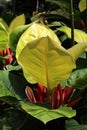 Close up of a Moonlight Philodendron with red spathes in a garden Royalty Free Stock Photo