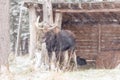A Large moose with antlers in a snow snow storm Royalty Free Stock Photo