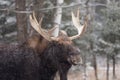 A large moose with antlers Royalty Free Stock Photo