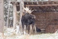 Large moose with antlers in a snow snow storm Royalty Free Stock Photo