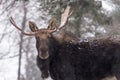 A Large moose with antlers in a snow snow storm Large moose with antlers in a snow snow storm Royalty Free Stock Photo