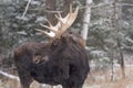 A large moose with antlersLarge moose with antlers in a snow snow storm Royalty Free Stock Photo