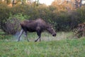 Moose walking in Anchorage`s Kincaid Park