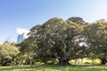 Large Moreton Bay Fig or Australian Banyan Ficus Macrophylla. Royalty Free Stock Photo