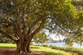 Large Moreton Bay Fig or Australian Banyan Ficus Macrophylla. Royalty Free Stock Photo