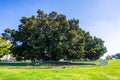 Large Moreton Bay Fig Ficus macrophylla tree in Balboa Park older than 100 years planted in 1915, San Diego, California Royalty Free Stock Photo