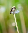 Large mosquito on a dandelion in nature.