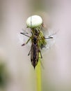 Large mosquito on a dandelion in nature.