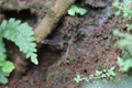 Large mosquito in the forest