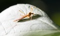 Large mosquito on a green leaf