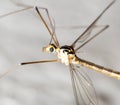 Large mosquito. macro .