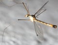 Large mosquito. macro