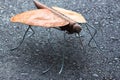 Large mosquito is made of metal parts