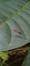 A large mosquito perched on a wild green plant.