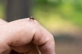 A large mosquito sits on hand and drinks blood, the concept of the spread of fever, dengue malaria and zika virus Royalty Free Stock Photo