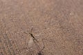 Large mosquito sits on wood in the sun