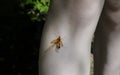 A large mosquito is sitting on the girl`s leg .Culex modestus is one of the most common types of mosquitoes,their bites are