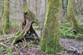 Moss covered beech tree trunks with twisted roots in a misty winter forest Royalty Free Stock Photo