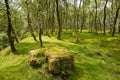 Moss covered boulder among silver birches in Bolehill quarry Royalty Free Stock Photo