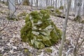 Large moss covered limestone rock along hiking trail at Pretty River Valley