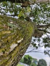 The large moss-covered tree is seen from the side