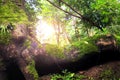 large moss wrapped tree lying