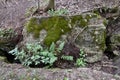 Large mossy boulder and ferns growing around