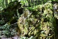 Large mossy boulder sunlight during afternoon in forest